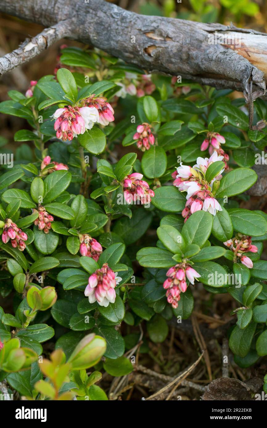 Cowberry, Foxberry, Preiselbeere, Mountain Cranberry (Vaccinium vitis-idaea), Blooming, Schweden Stockfoto