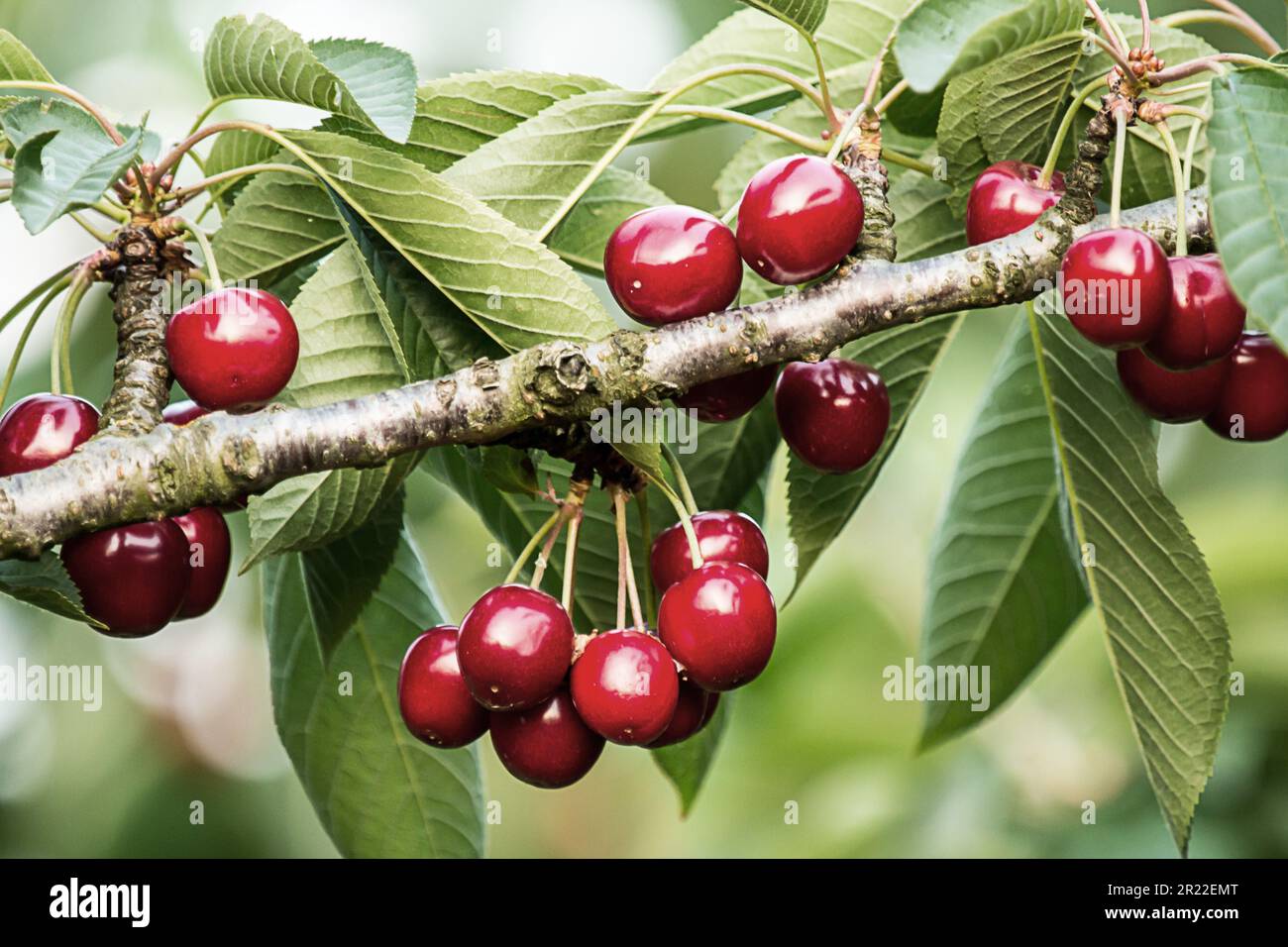 Kirschbaum, Süßkirsche (Prunus Avium), Kirschen auf dem Baum Stockfoto