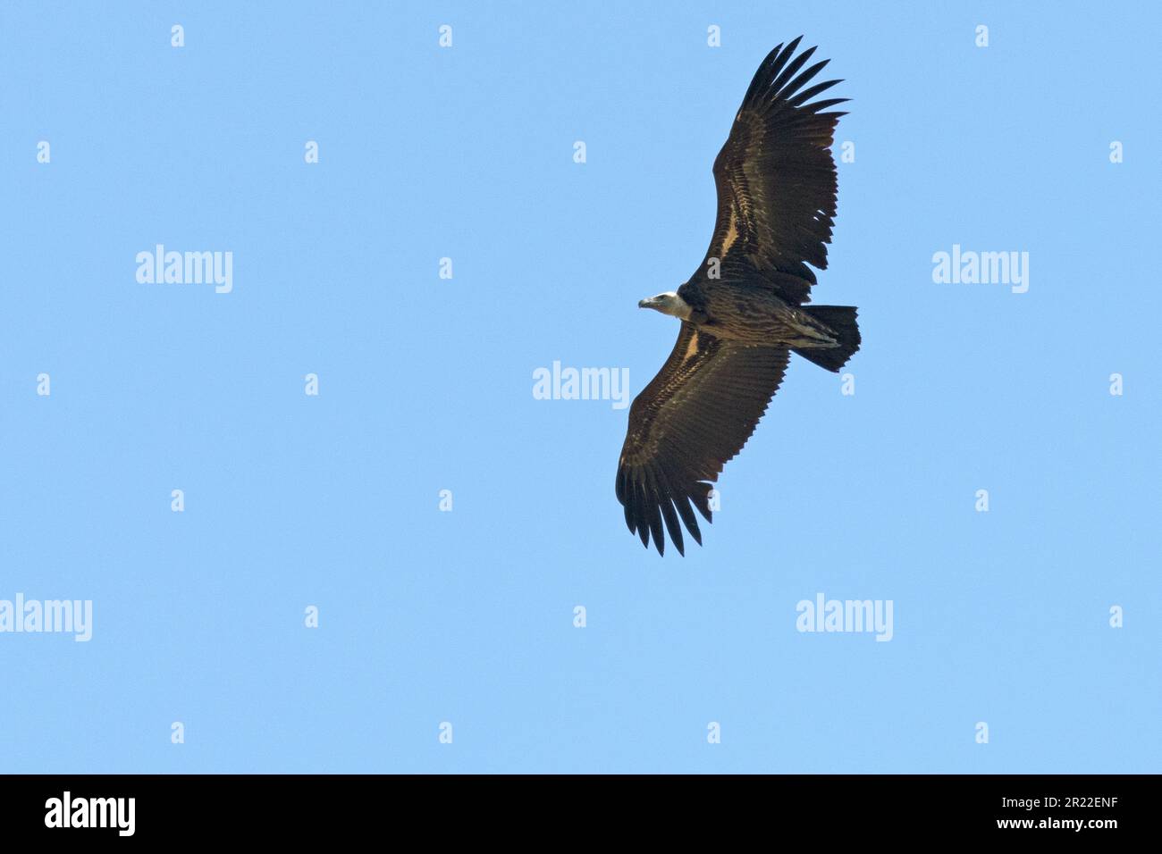 Rueppell-Greiffon, Rueppells-Greiffongeier (Gyps rueppelli), im Jugendgefieber, im Flug, Spanien, Andalusien, Tarifa Stockfoto