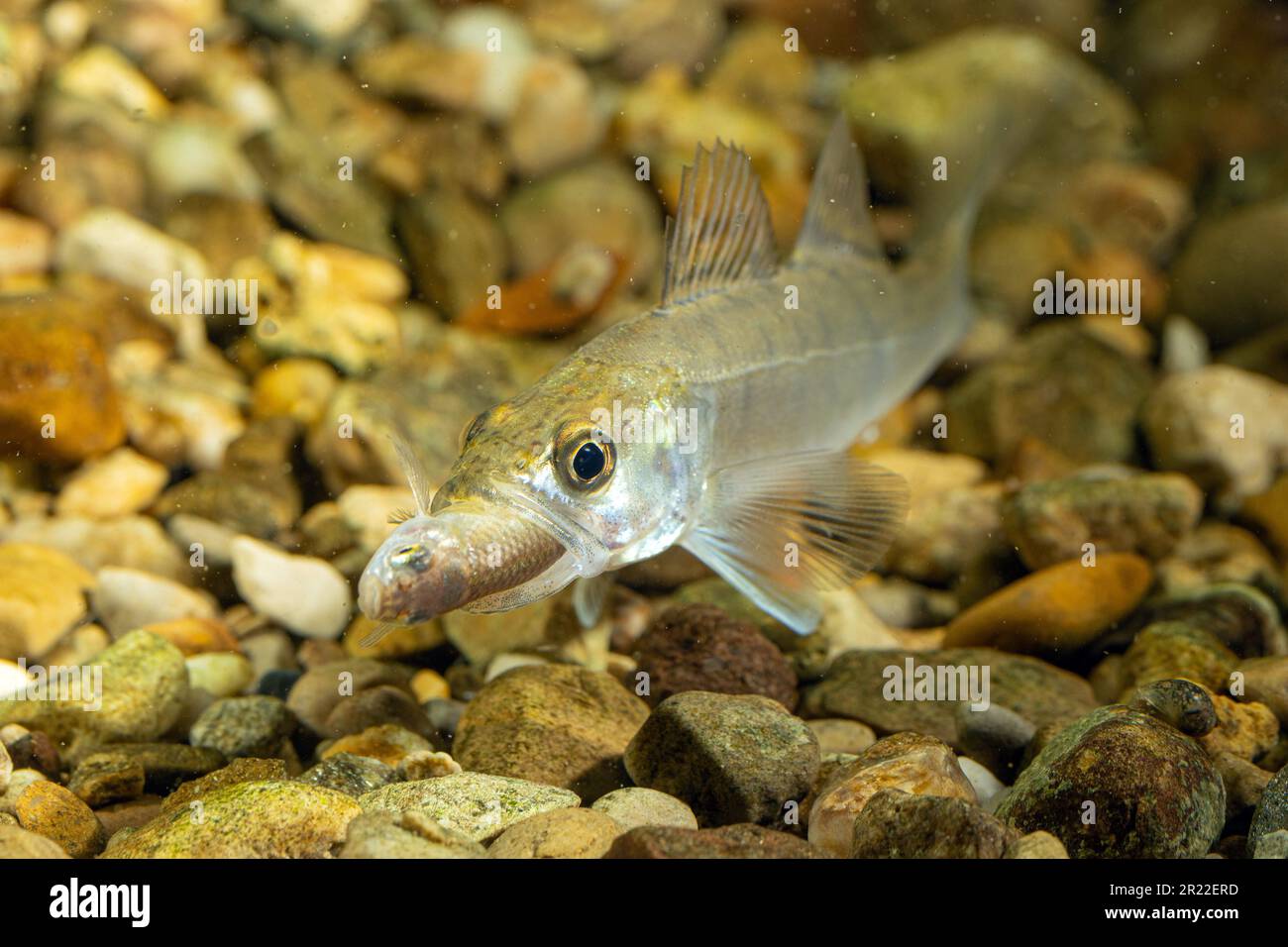 pike-Barsch, Zander (Stizostedion lucioperca, Sander lucioperca), Jungfische, die einen Fisch essen, Deutschland Stockfoto
