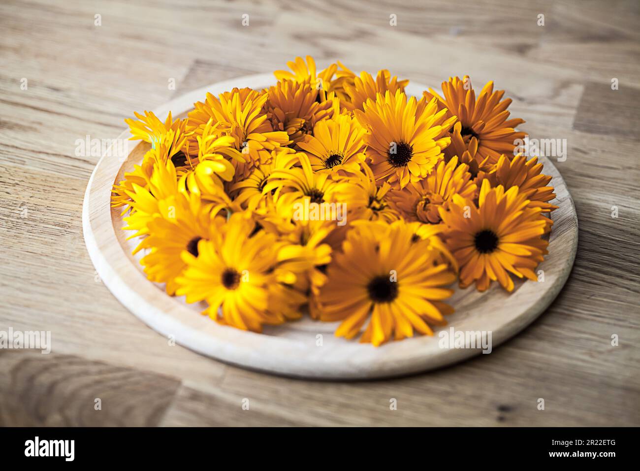 Ringelblume (Calendula officinalis), sammelte Blumen auf einem Teller Stockfoto