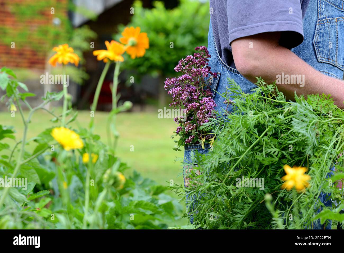 Wildes origanum, wilder Majoran (Origanum vulgare), Frau in einem Garten mit gesammeltem origanum in der Hosentasche, Deutschland Stockfoto