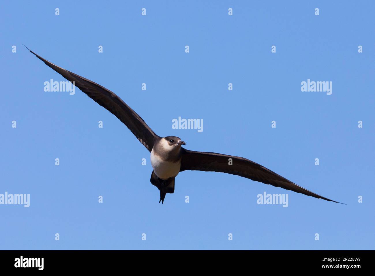Parasitischer Jaeger, arktischer Skua, parasitischer Skua (Stercorarius parasiticus), im Flug, Leichtmorph, Norwegen Stockfoto
