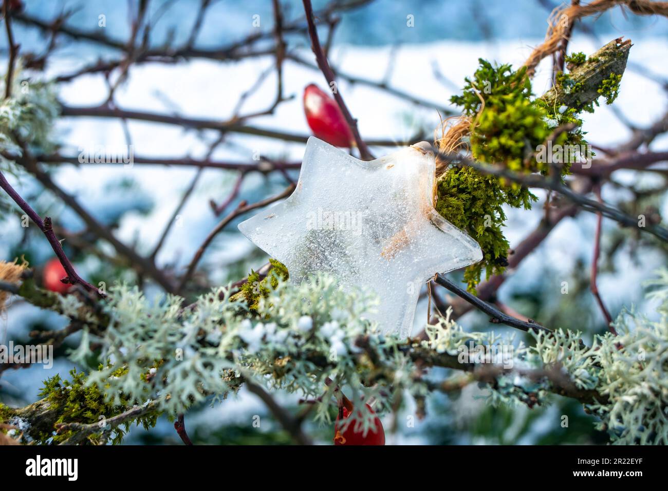 Eisiger Sternbaum auf einem Ast mit Flechten im Garten, Deutschland Stockfoto