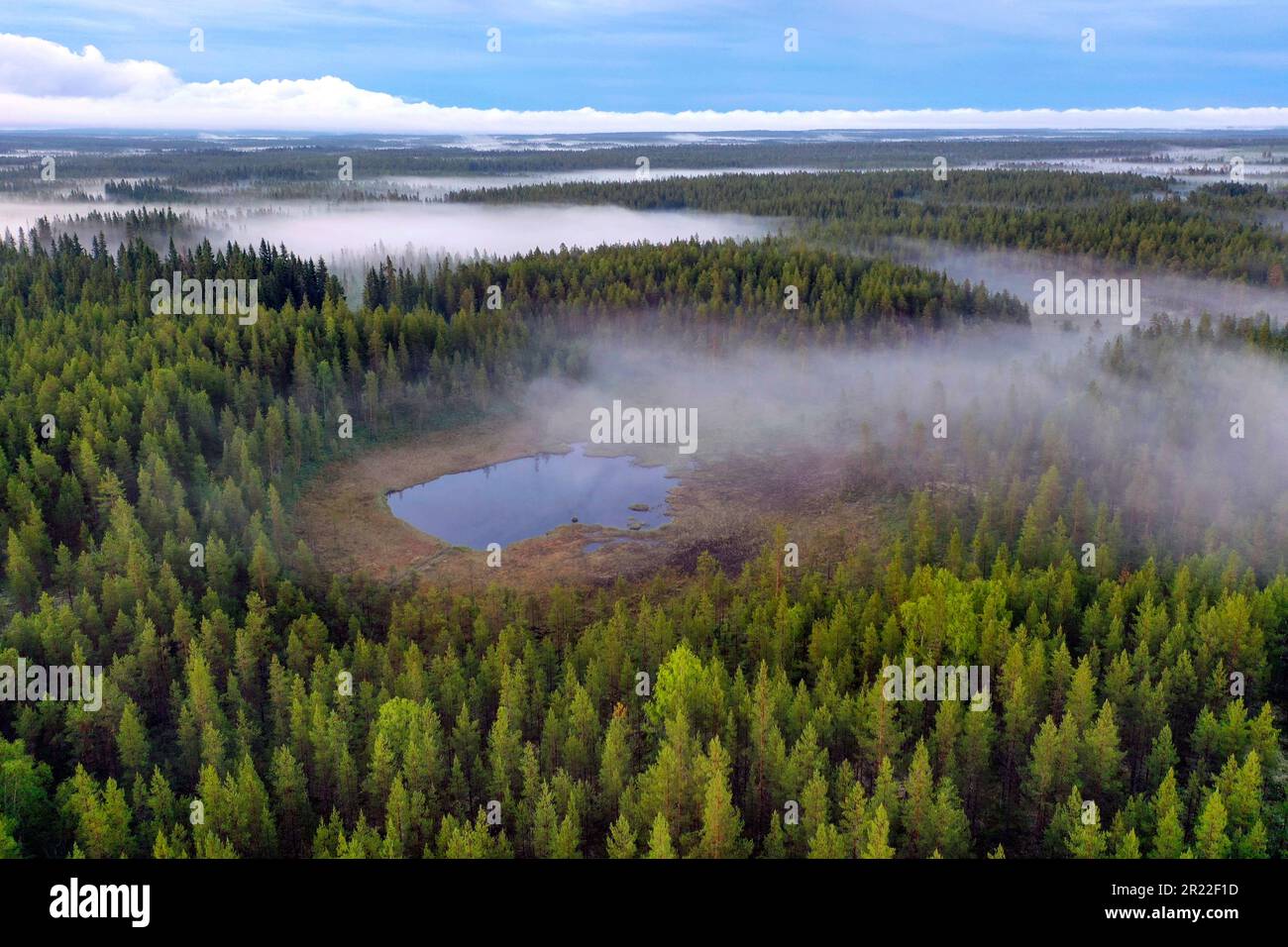 Taiga mit Nadelwäldern und Teichen in der Region Aelvdalen, Panoramablick, Schweden Stockfoto