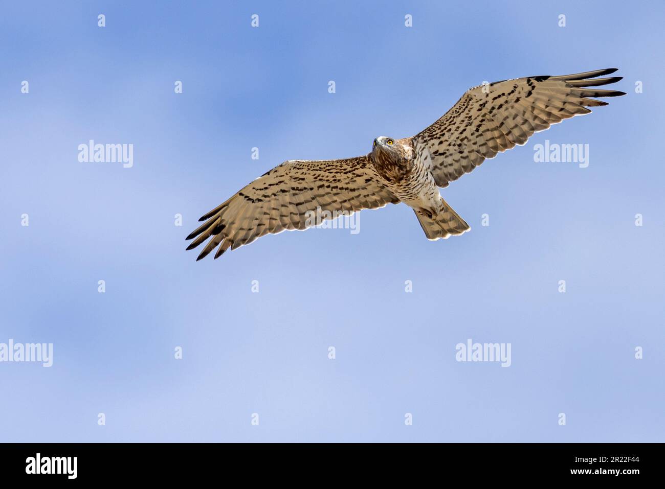 Kurzzehenadler (Circaetus gallicus), im Flug, Spanien, Andalusien, Tarifa Stockfoto