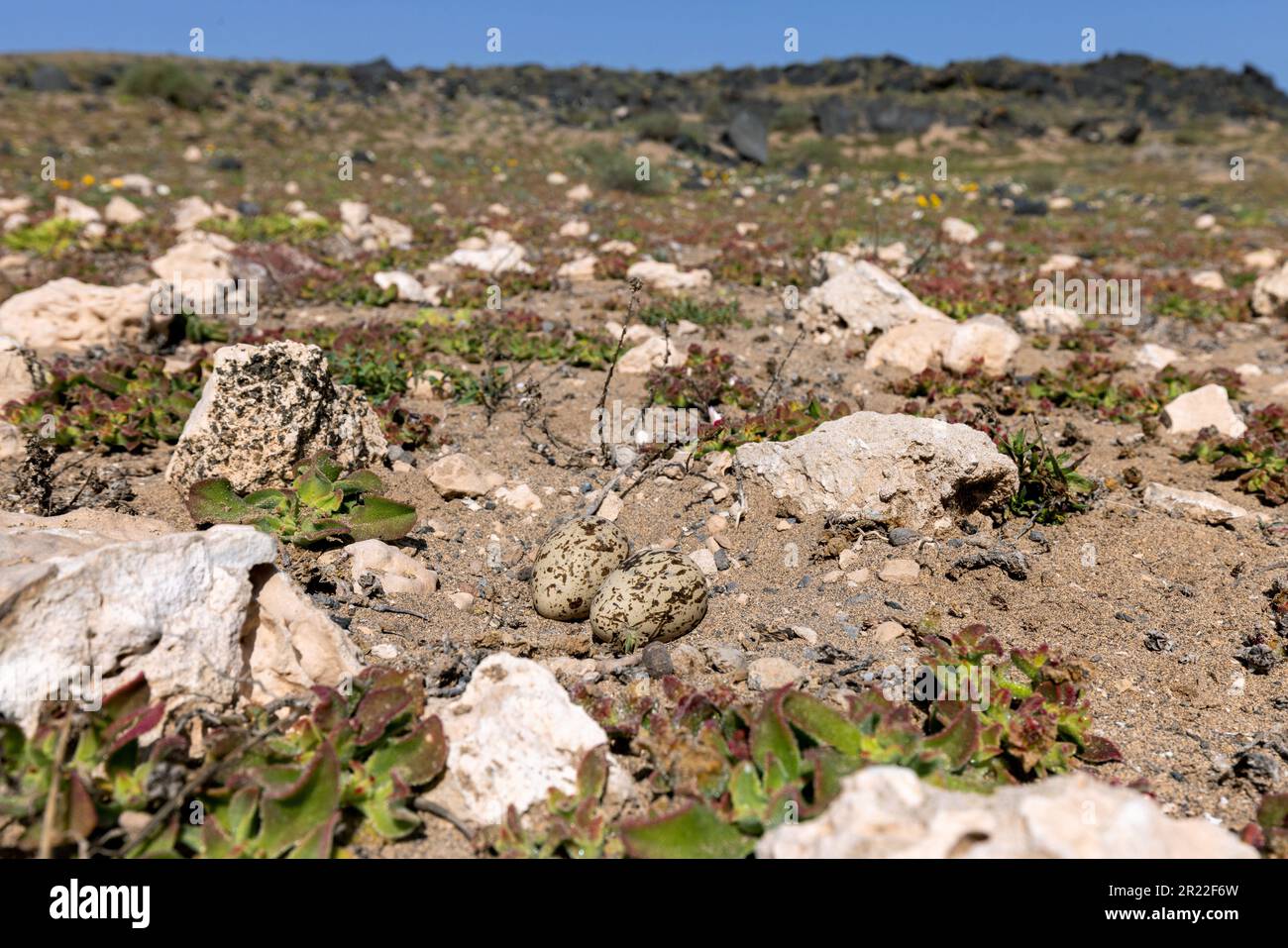 Buschsteincurlew, Buschdickknie (Burhinus grallarius), Eier auf dem Boden, Kanarische Inseln, Lanzarote, Teguise Stockfoto