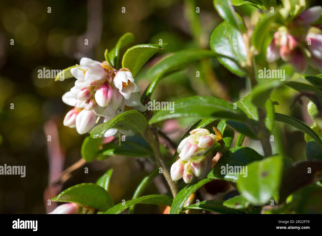 Cowberry, Foxberry, Preiselbeere, Mountain Cranberry (Vaccinium vitis-idaea), Blooming, Schweden Stockfoto