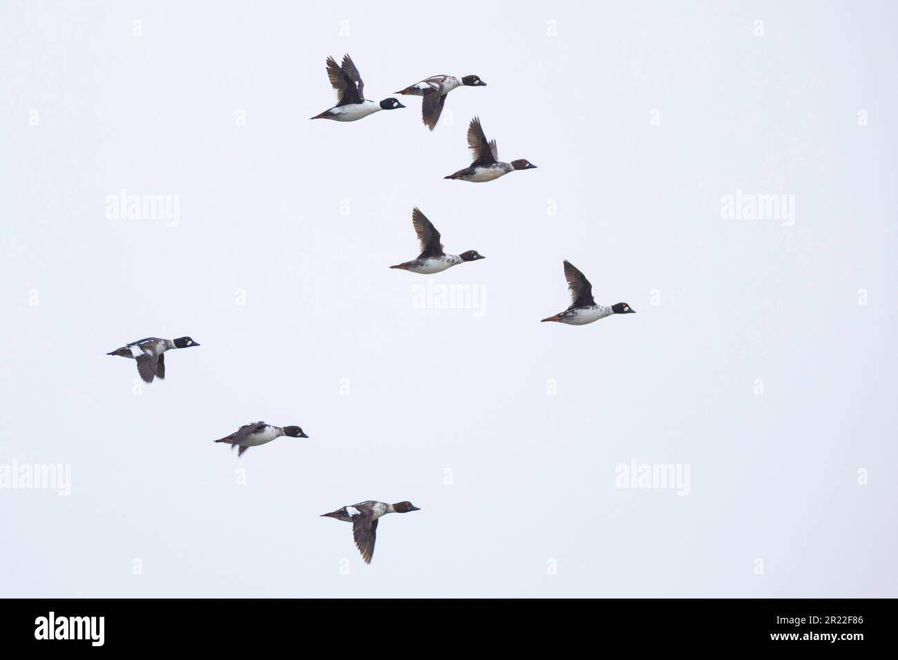 Goldauge, Goldaugenente (Bucephala clangula), Gruppe im Flug, Norwegen Stockfoto