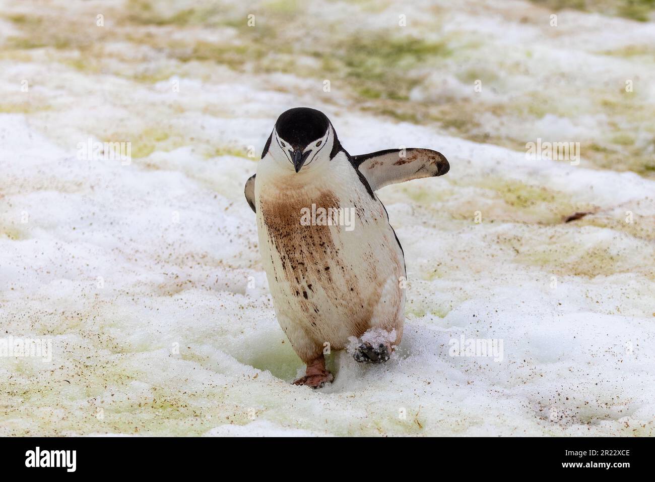 Kinnfalle-Pinguine (pygoscelis antarcticus) in der Antarktis Stockfoto