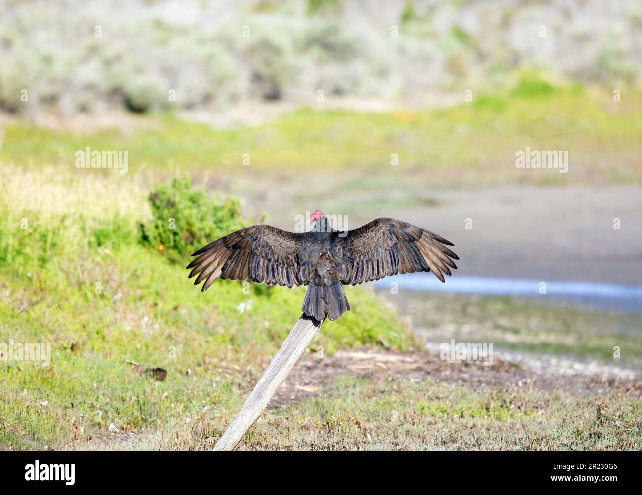 Die Flügel der Truthahn-Geier sind in der Kamera zu sehen Stockfoto