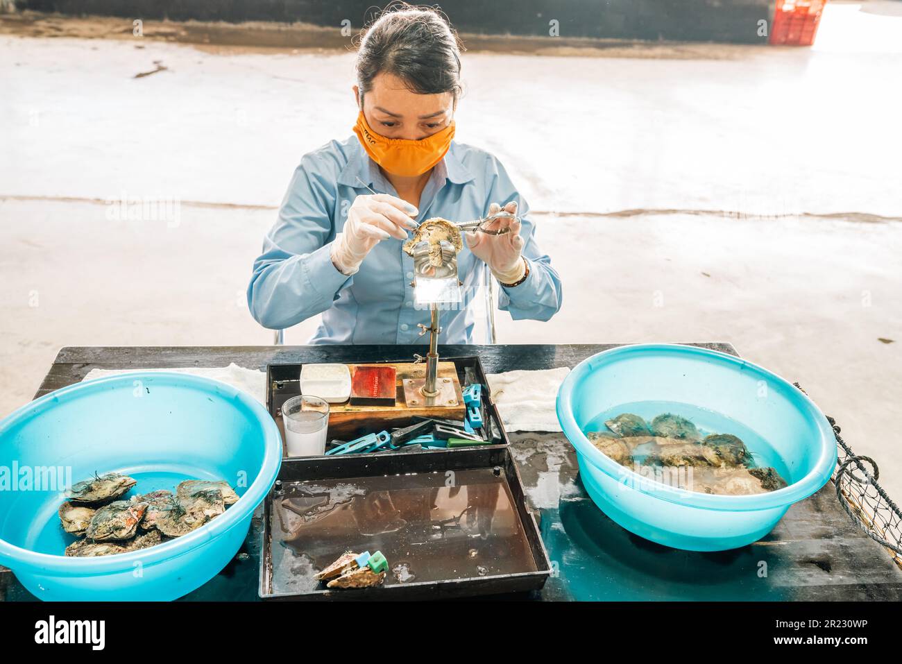 Ha Long City, Vietnam, 16. November 2022: Ein Techniker implantiert eine Perle in eine Perlenauster während des Anbaus einer Zuchtperle in der Nähe von Ha Long Stockfoto