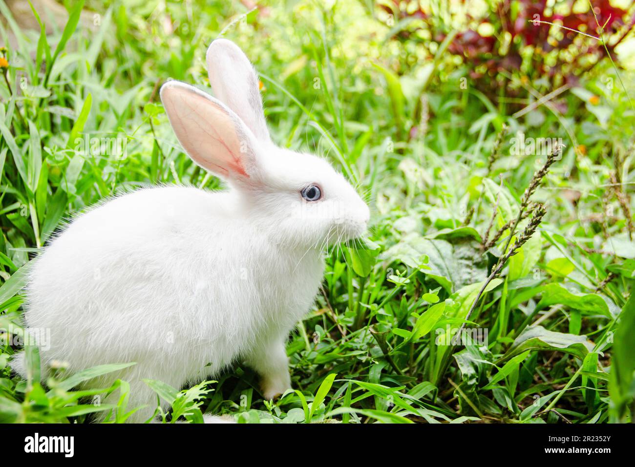 Kleines weißes Kaninchen in einem grünen Garten und Gras essen im Sommer ostern Konzept zum Feiern, niedliches Tier und hübsches Haustier Stockfoto