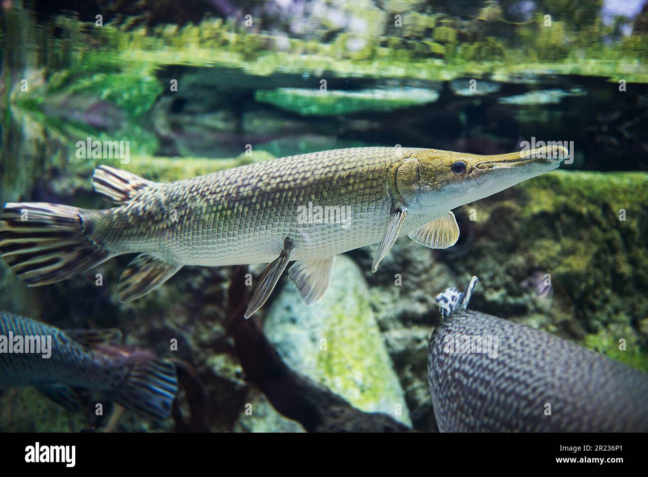 Alligatorgar (Atractosteus Spatel) schwimmt im Süßwasser Stockfoto