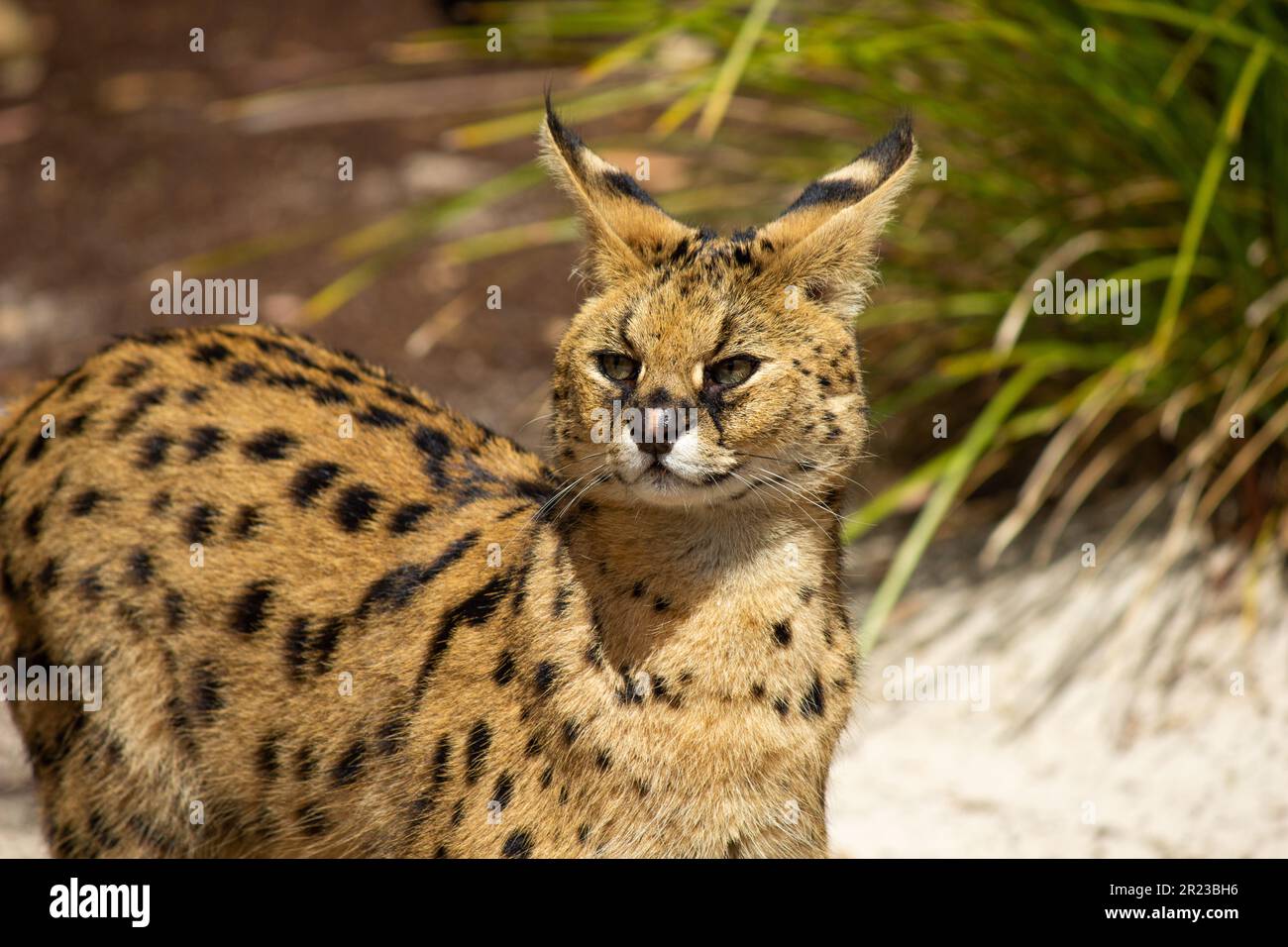 Serval Cat, in Afrika heimisch, lebt normalerweise im subsaharischen Gebiet. Stockfoto