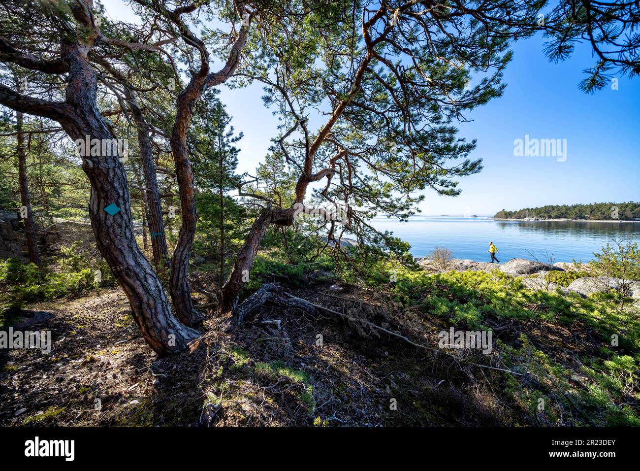 Spaziergang auf einem Naturlehrpfad auf der Insel Gunnarsörarna, Hanko, Finnland Stockfoto