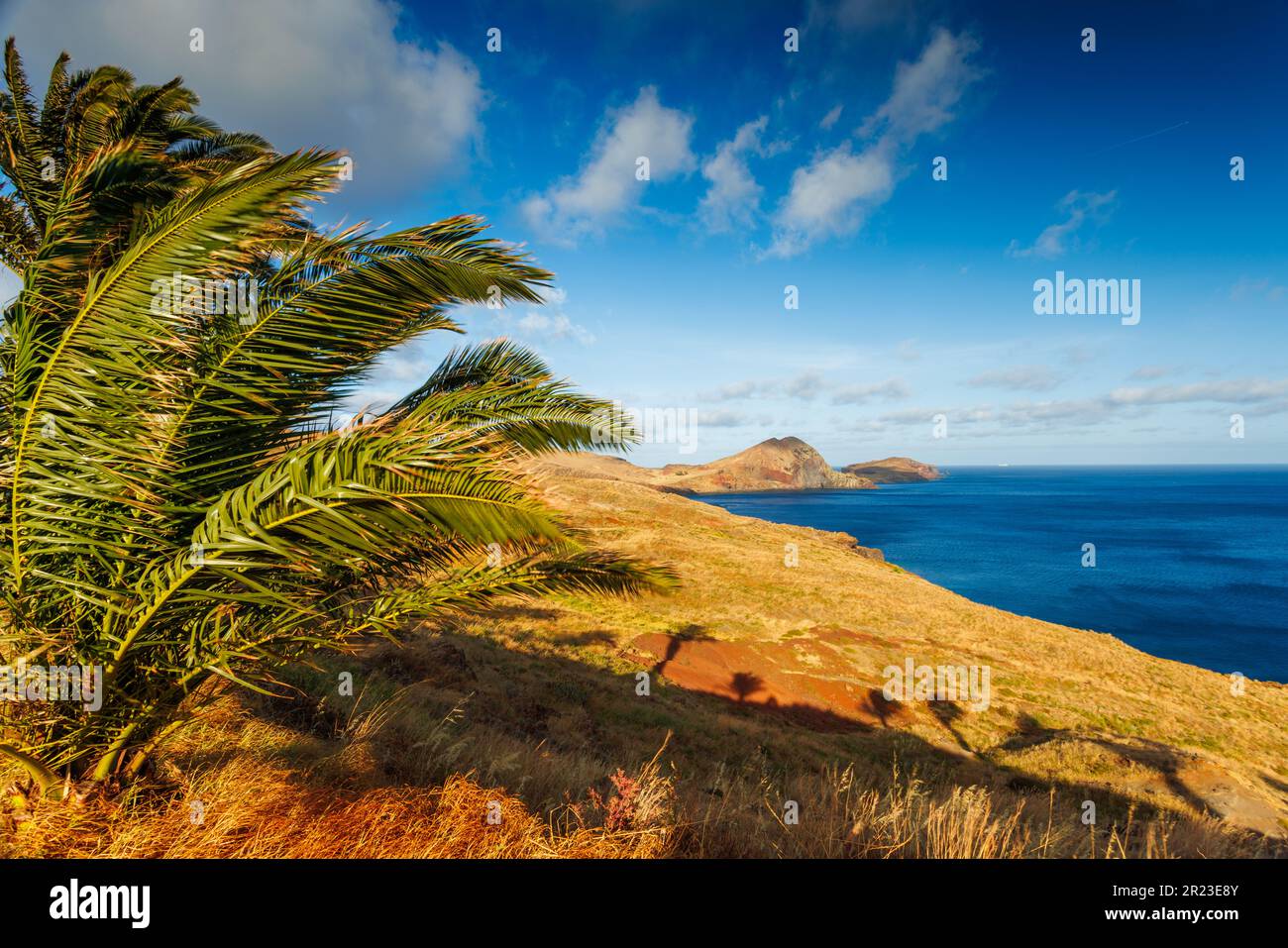 Madeira Landschaft mit Palme, Hintergrund von Madeira Stockfoto