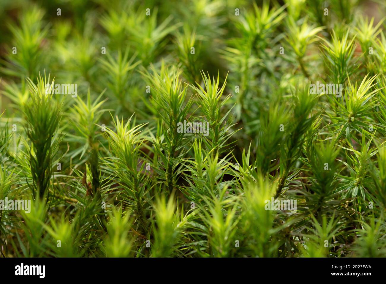 Gewöhnliches Haarmoos, Nahaufnahme. Frühlingsmorgen. Polytrichum commune Stockfoto