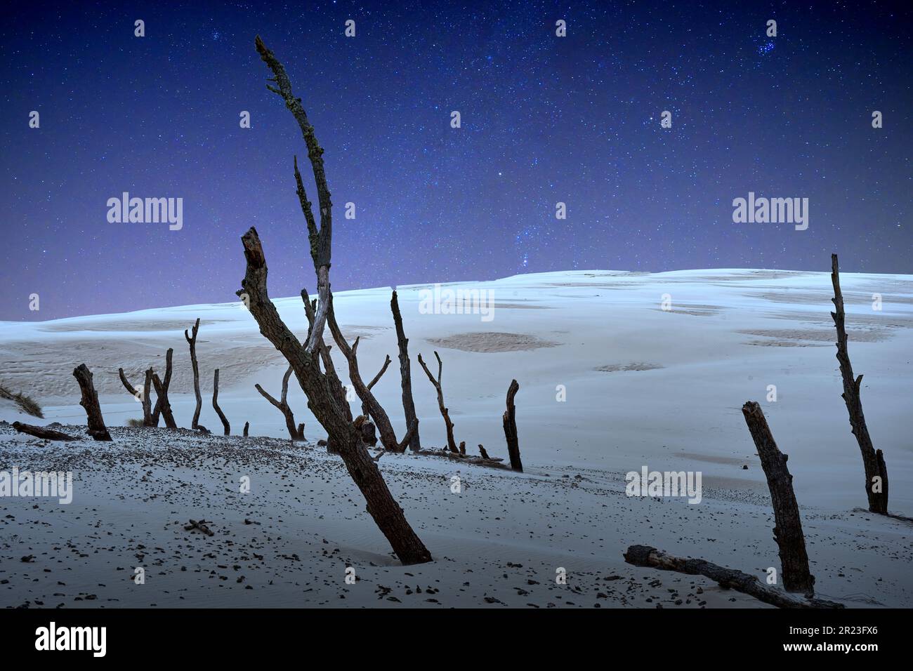 Tote Bäume im Nationalpark, umgeben von der verschiebbaren Sanddüne von Leba, Polen, Nachtatmosphäre durch Nachverarbeitung Stockfoto