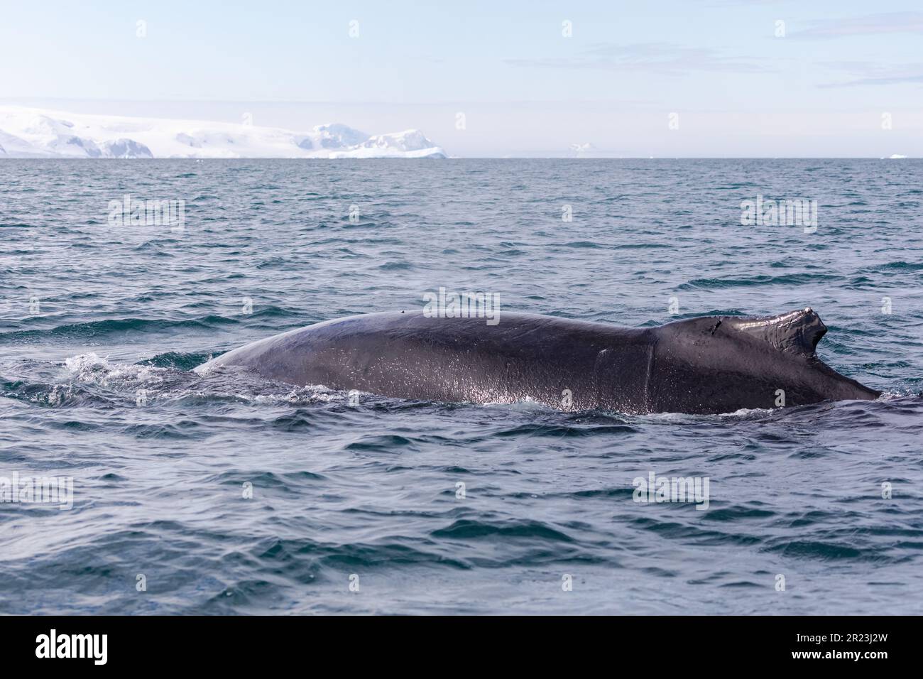 Buckelwale im Hafen von Orne, Antarktis Stockfoto