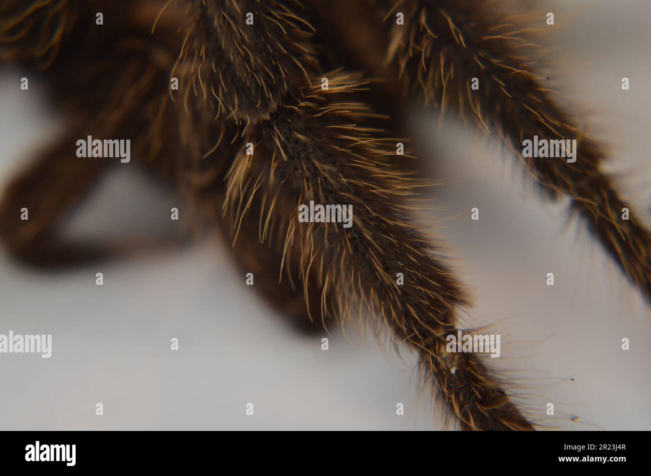 Tarantel-Beine-Nahaufnahme. Stockfoto