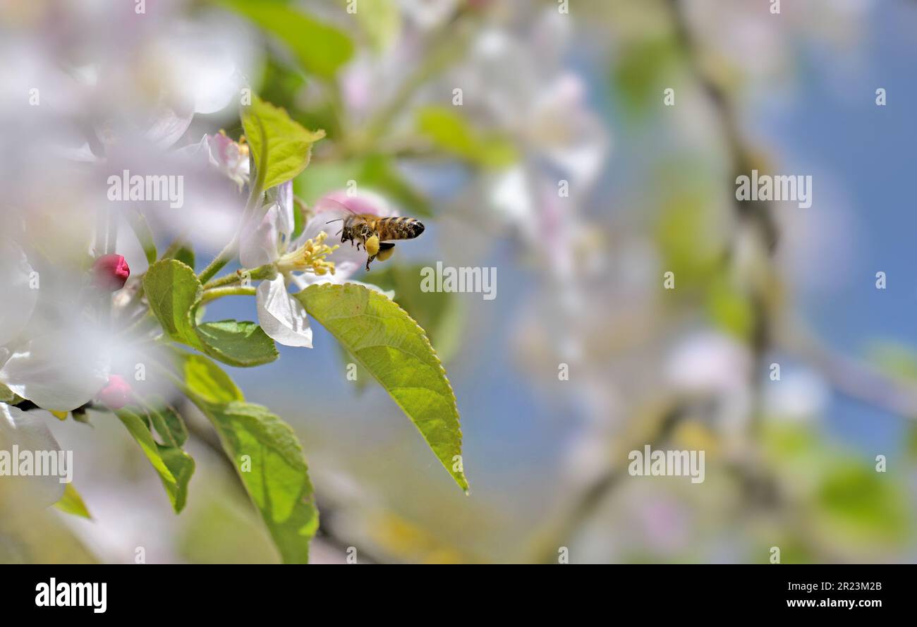 Bienen bestäuben weiße Apfelblumen am blauen Himmel im Frühling Stockfoto
