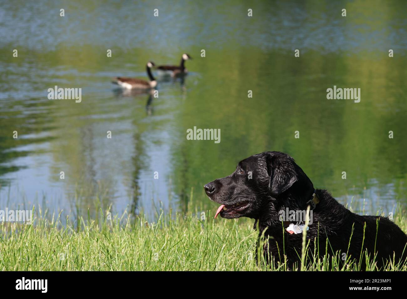 Nahaufnahme eines schwarzen Hundes neben zwei weißen Enten auf einer Wiese Stockfoto