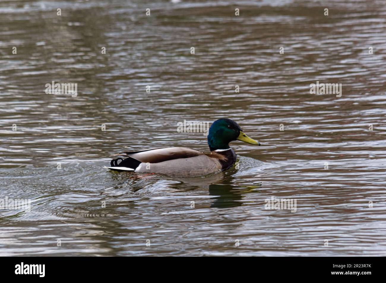 Auf einem Teich schwimmende Stockente mit Reflexion im Wasser. Eine Stockente quakend auf einem See. Stockfoto