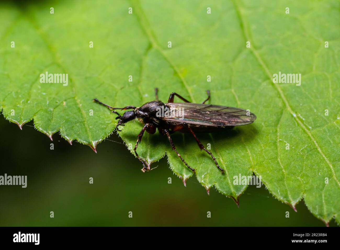 Bibio marci ist eine Fliege aus der Familie Bibionidae, genannt Märzfliegen und Wanzen. Larven dieser Insekten leben im Boden und beschädigten Pflanzenwurzeln. Stockfoto