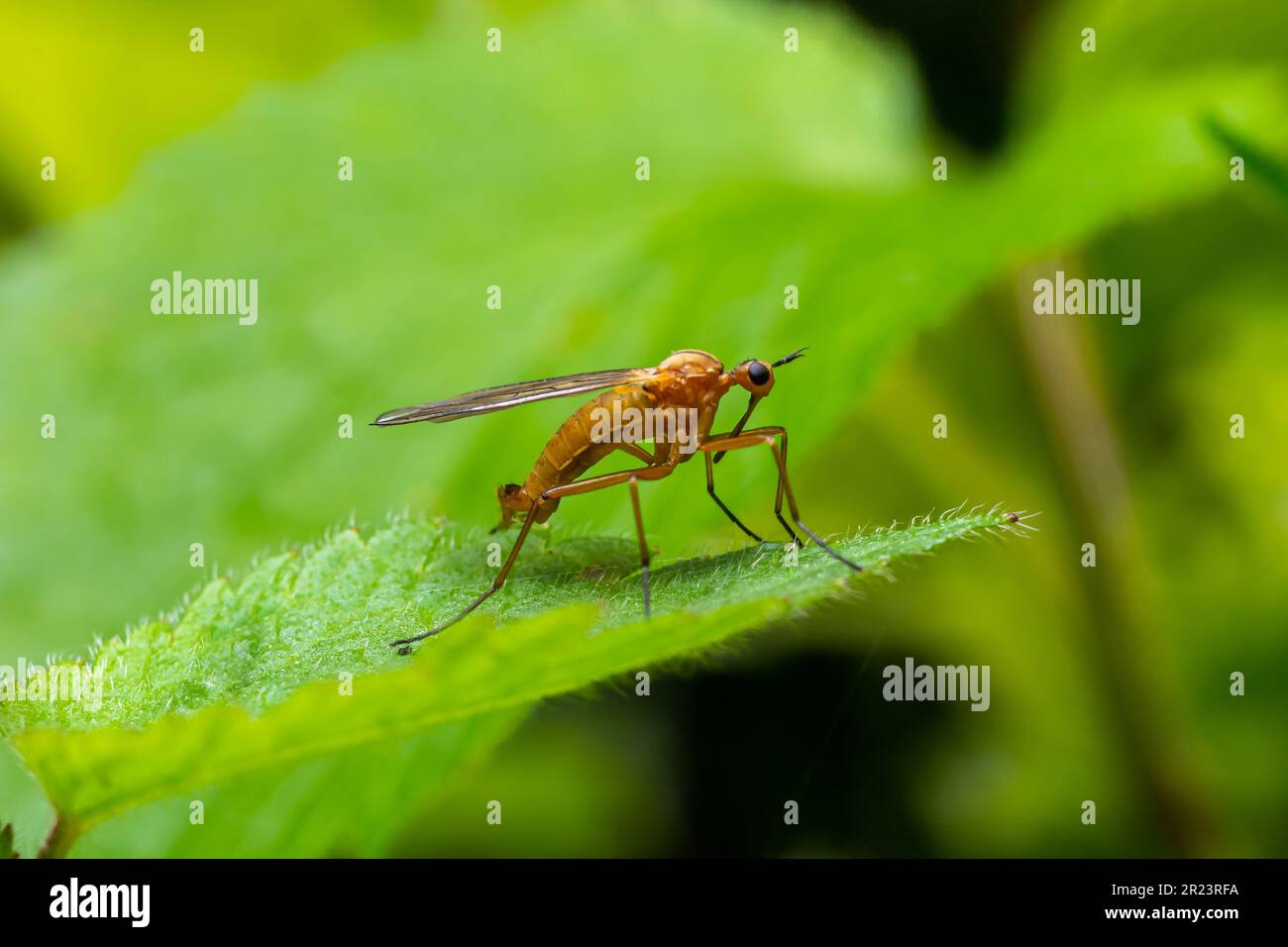 Gelber Fliegenskorpion auf einem Grashalm in einer natürlichen Umgebung, Wald, Sommersonne. Stockfoto