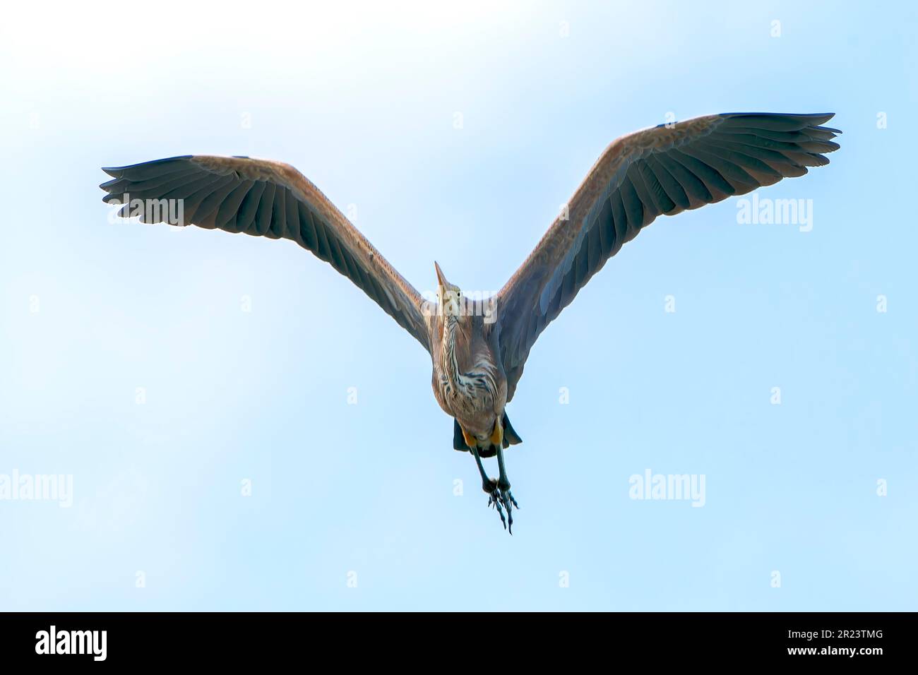 Purple Heron, Ardea purpurea, einzelner erwachsener Vogel im Flug, Albufera, Mallorca, Spanien, 14. Mai 2023 Stockfoto