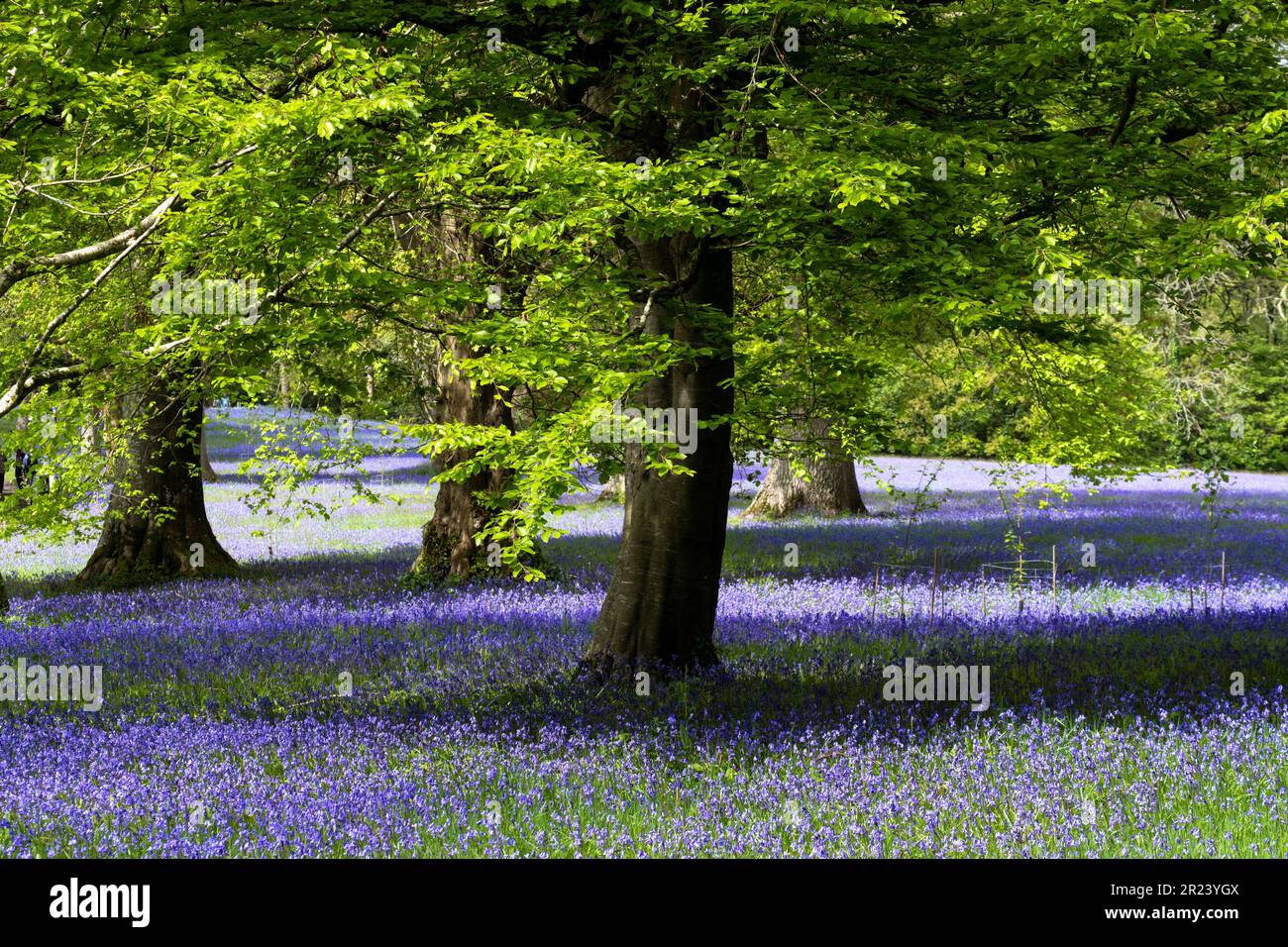 Ein Feld der Common English Bluebells Hyacinthoides ohne Schriftzug im ruhigen historischen Parc Lye in Enys Gardens in Penryn in Cornwall, Großbritannien. Stockfoto