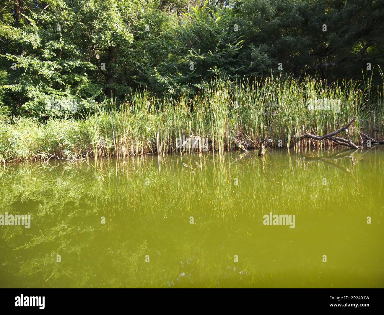 Ropotamo Reserve (Primorsko, Provinz Burgas, Bulgarien) Stockfoto