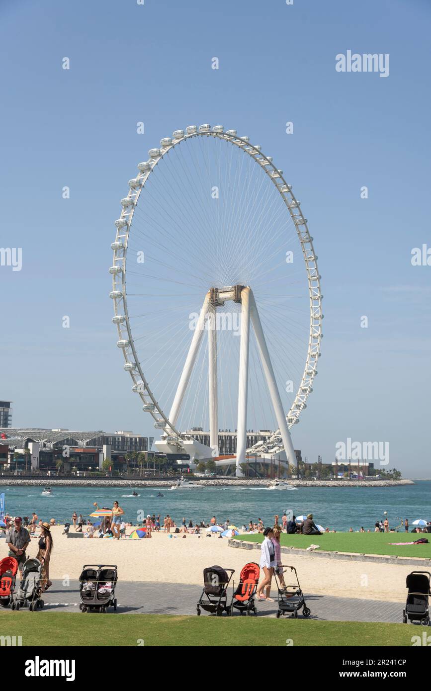 Blick auf das Riesenrad von Ain Dubai vom Marina Beach aus. Mit einer Höhe von 210m m ist es das größte Riesenrad der Welt, Dubai, Vereinigte Arabische Emirate Stockfoto
