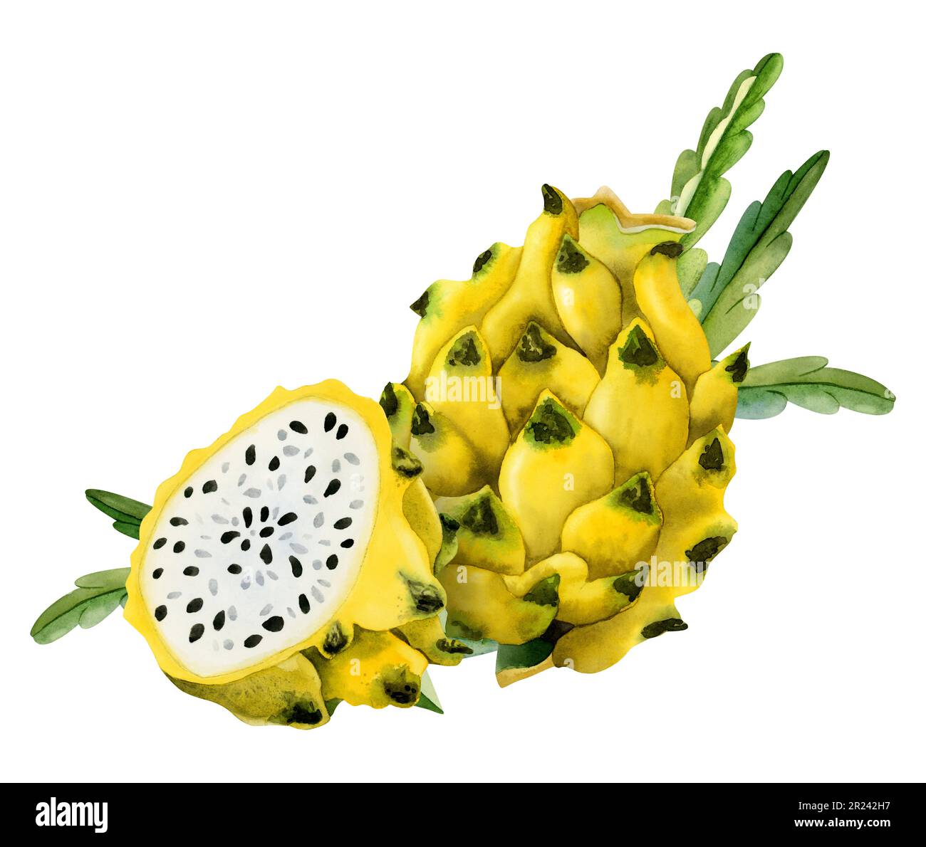 Gelbe Drachenfrucht, vollständig und halbe Pitahaya mit grünem Kaktus Blätter Aquarell Illustration isoliert auf weiß Stockfoto