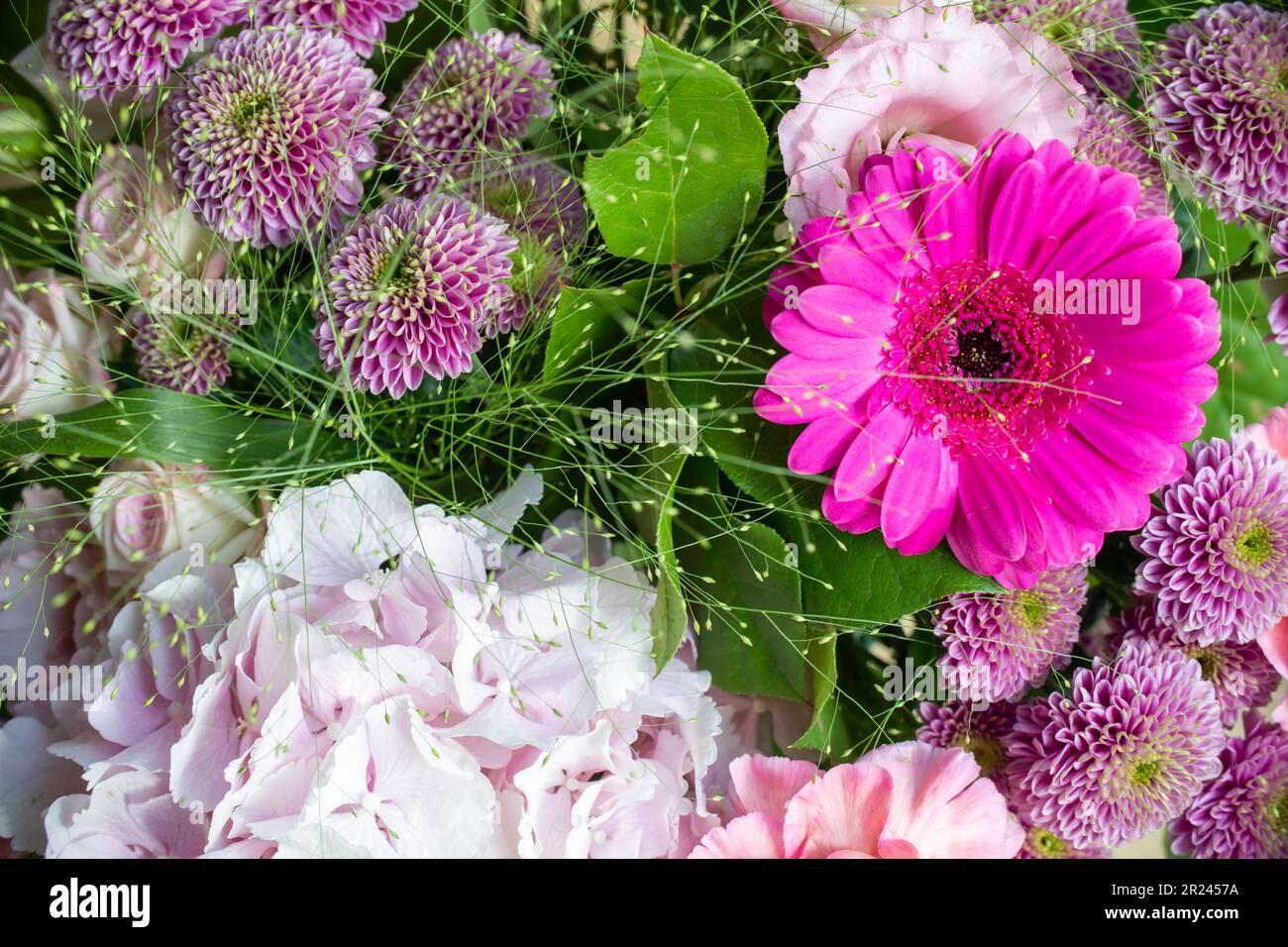 Nahaufnahme von einem Haufen rosa Blumen mit einer Gänseblümchengerbera und Dalhias Stockfoto