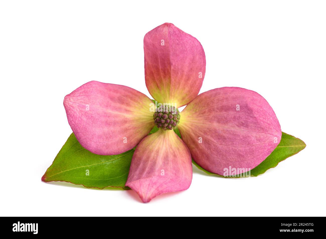 Blühende Hundelbaumblüte isoliert auf weißem Hintergrund Stockfoto