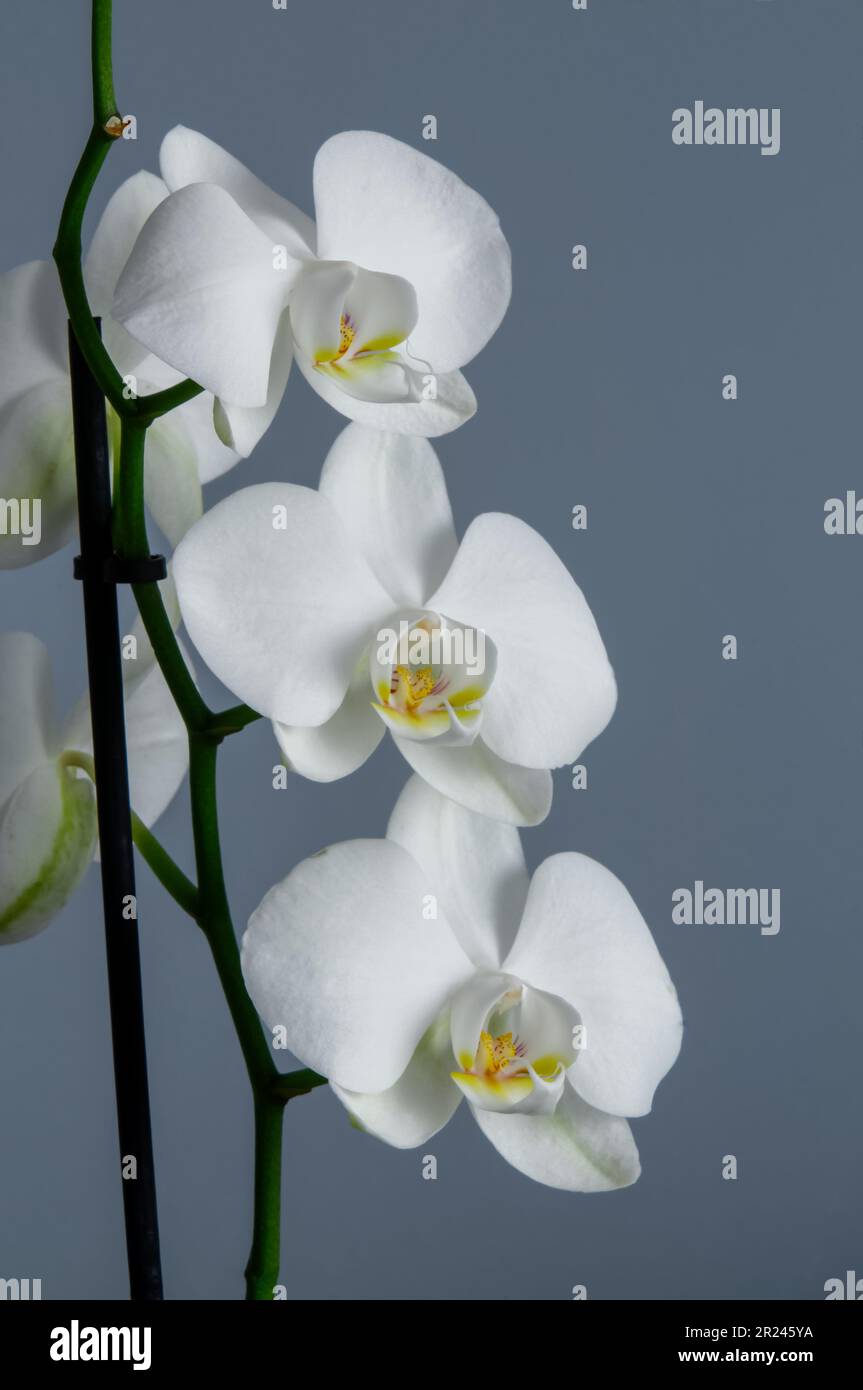 Weiße Blüten einer blühenden Phalaenopsis Orchidee, isoliert vom Hintergrund, dekorative Pflanze, Nahaufnahme auf graublauem Hintergrund Stockfoto