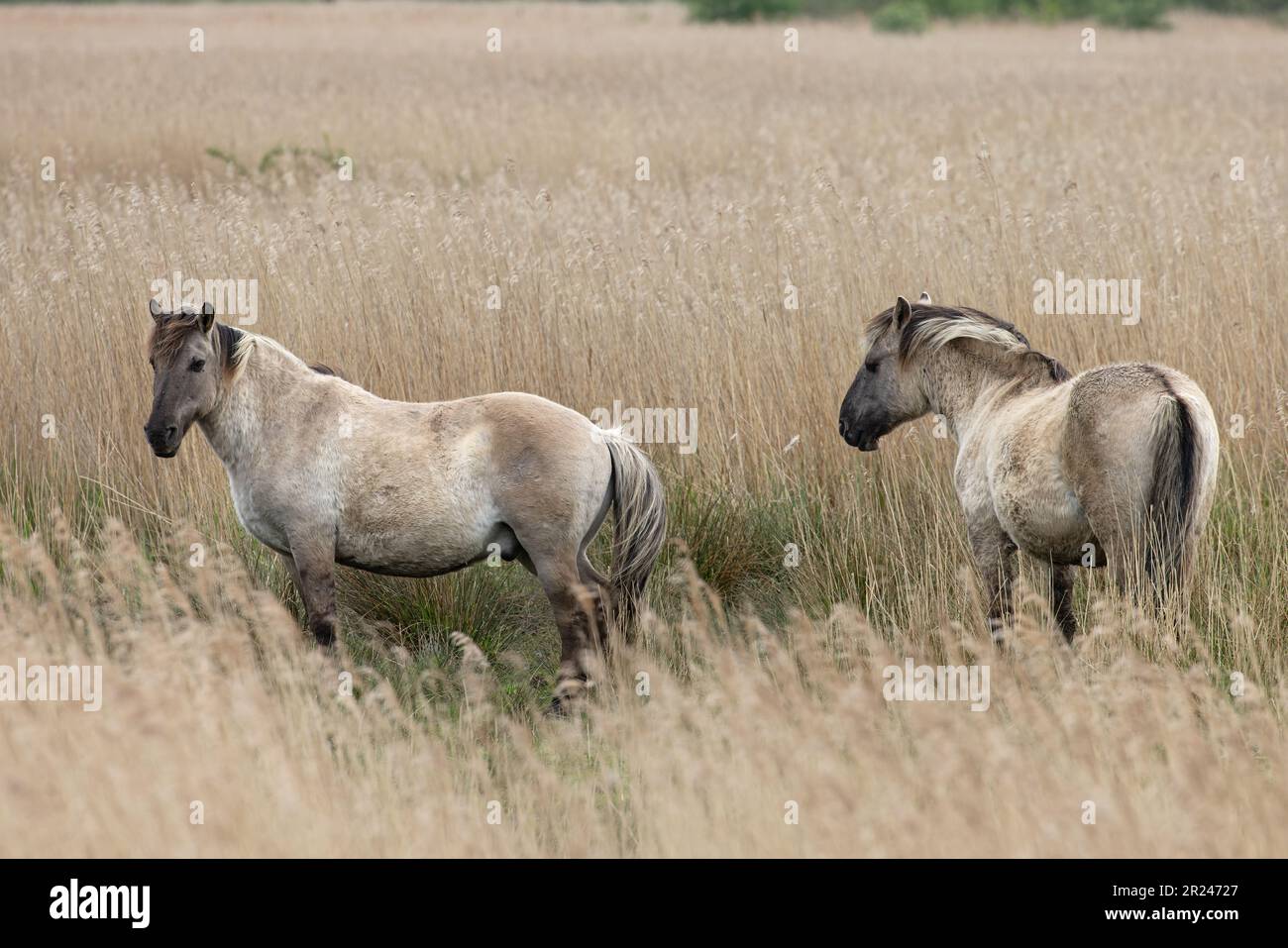 Konik Pony (Equus ferus caballus) Norfolk UK GB Mai 2023 Stockfoto