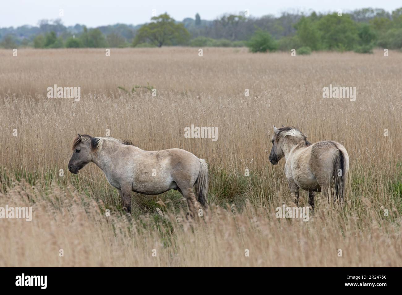 Konik Pony (Equus ferus caballus) Norfolk UK GB Mai 2023 Stockfoto