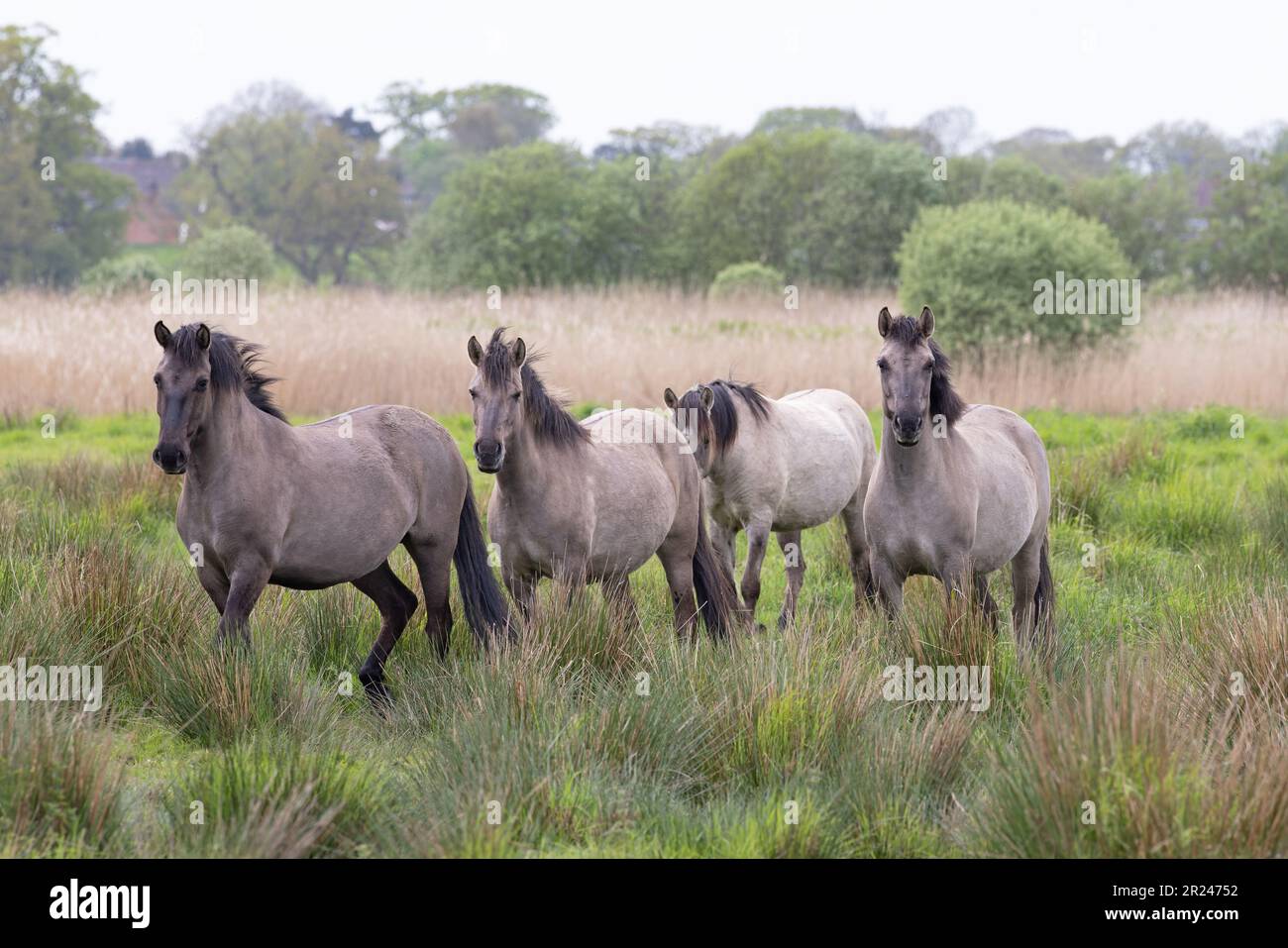 Konik Pony (Equus ferus caballus) Norfolk UK GB Mai 2023 Stockfoto