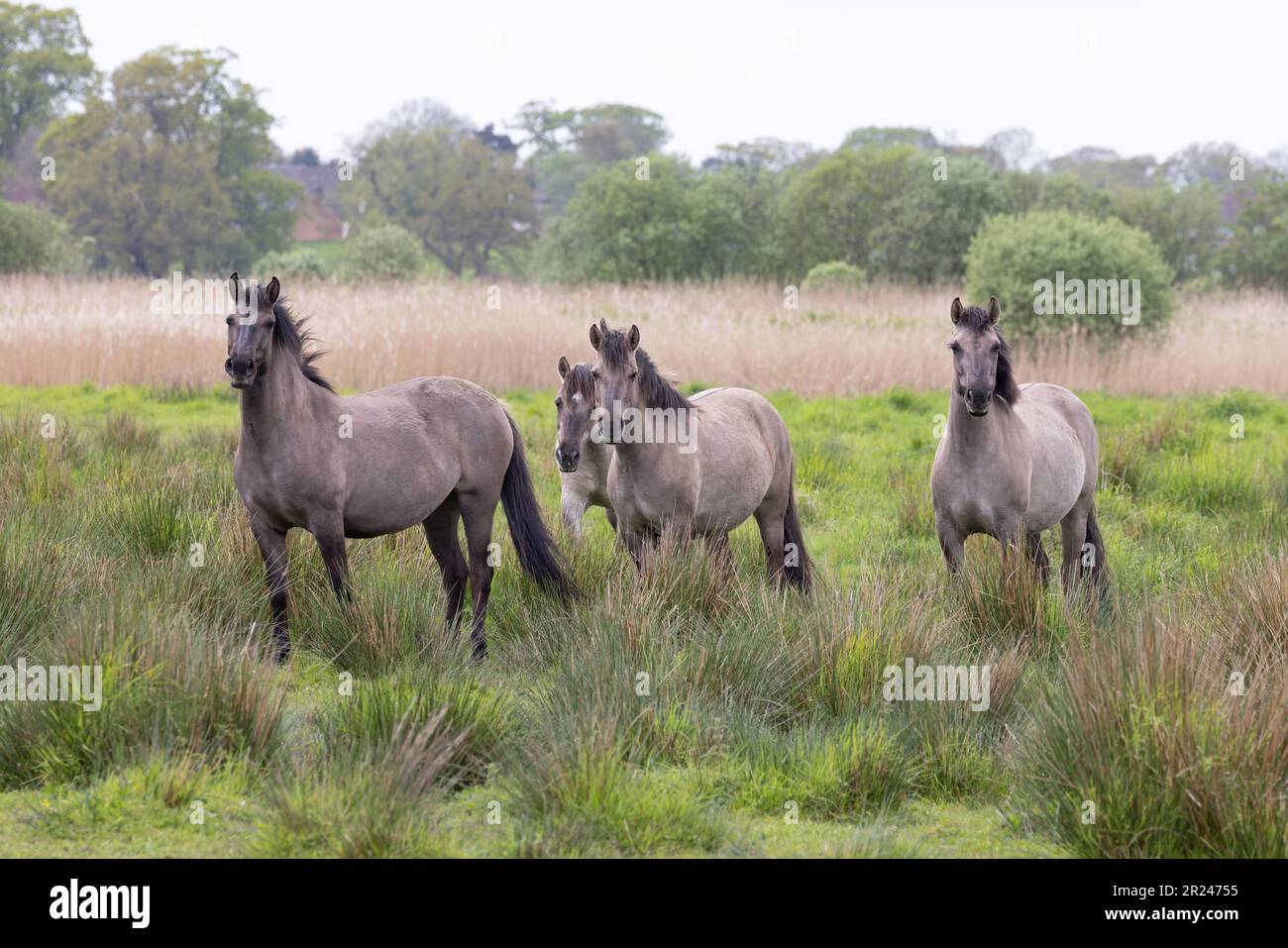 Konik Pony (Equus ferus caballus) Norfolk UK GB Mai 2023 Stockfoto