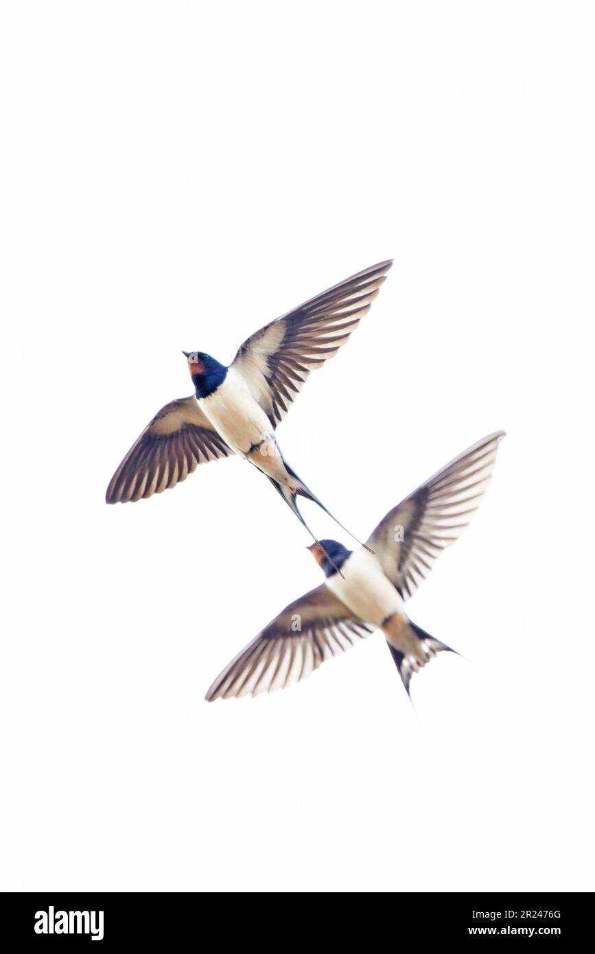 Scheune Swallow (Hirundo rustica) UK GB April 2023 Stockfoto