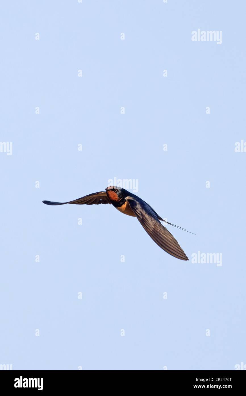 Scheune Swallow (Hirundo rustica) Norfolk UK Mai 2023 Stockfoto