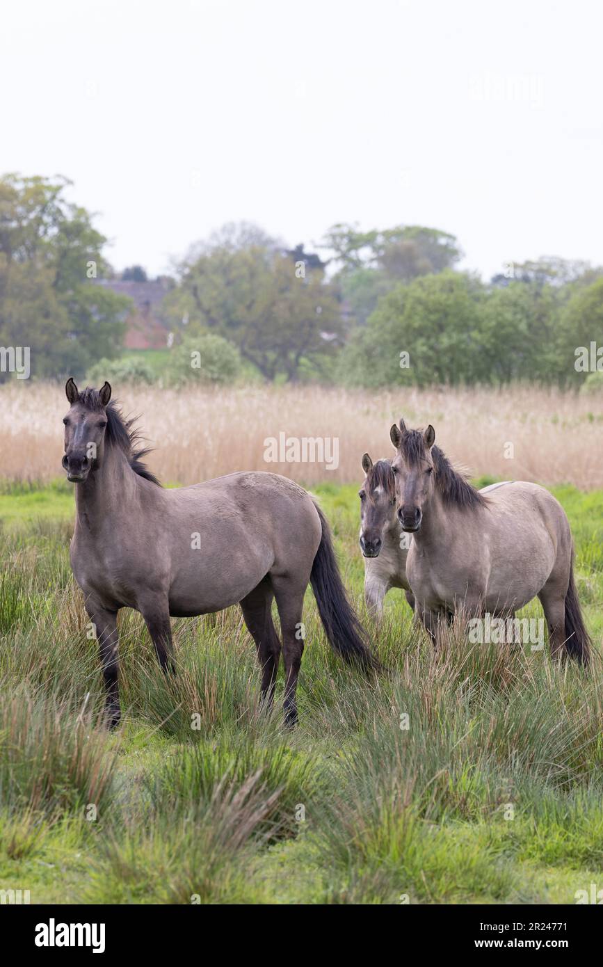 Konik Pony (Equus ferus caballus) Norfolk UK GB Mai 2023 Stockfoto