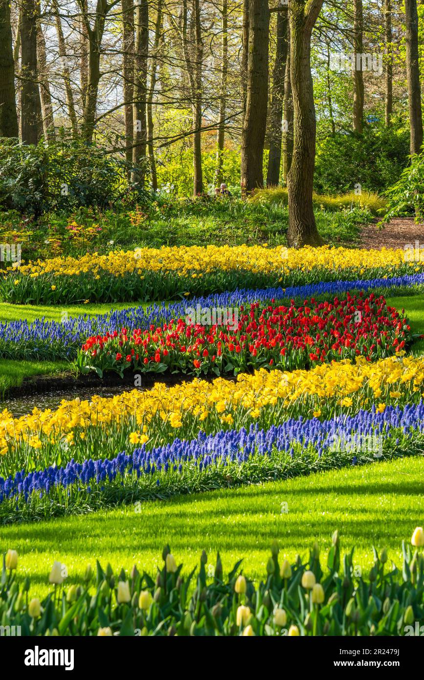 Farbenfrohe, wunderschöne blühende rote gelbe Tulpe an der Lisse Holland Netherlands, vertikal Stockfoto