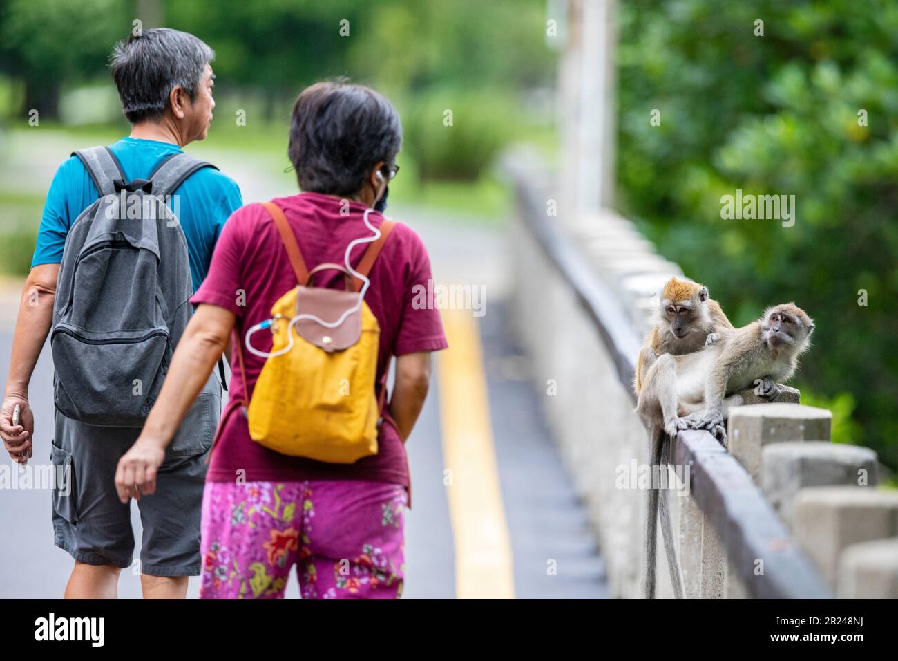 Ein älteres Paar aus Singapur geht zu nah, um sich zu entspannen, für zwei Langschwanzmakaken, die sich auf der Balustrade einer Brücke über einem Mangrovenwald ausruhen Stockfoto