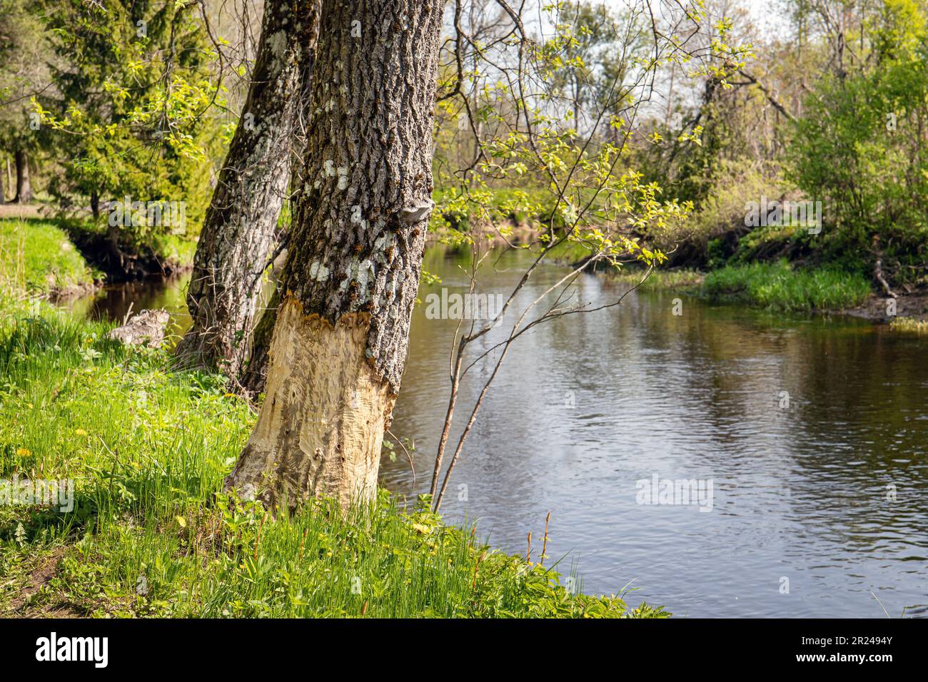 Biber kauen beschädigten Baumstamm und Rinde am Fluss draußen im Frühling. Wunderschöne grüne Natur. Stockfoto