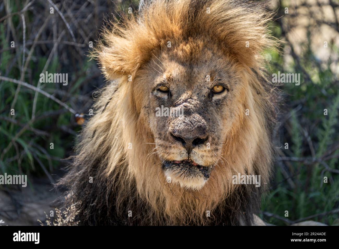 Das Bild der schwarzen Mähne des Löwen vom wilden Tier. Kalahari, Kgalagadi Transfrontier Park, Südafrika Stockfoto