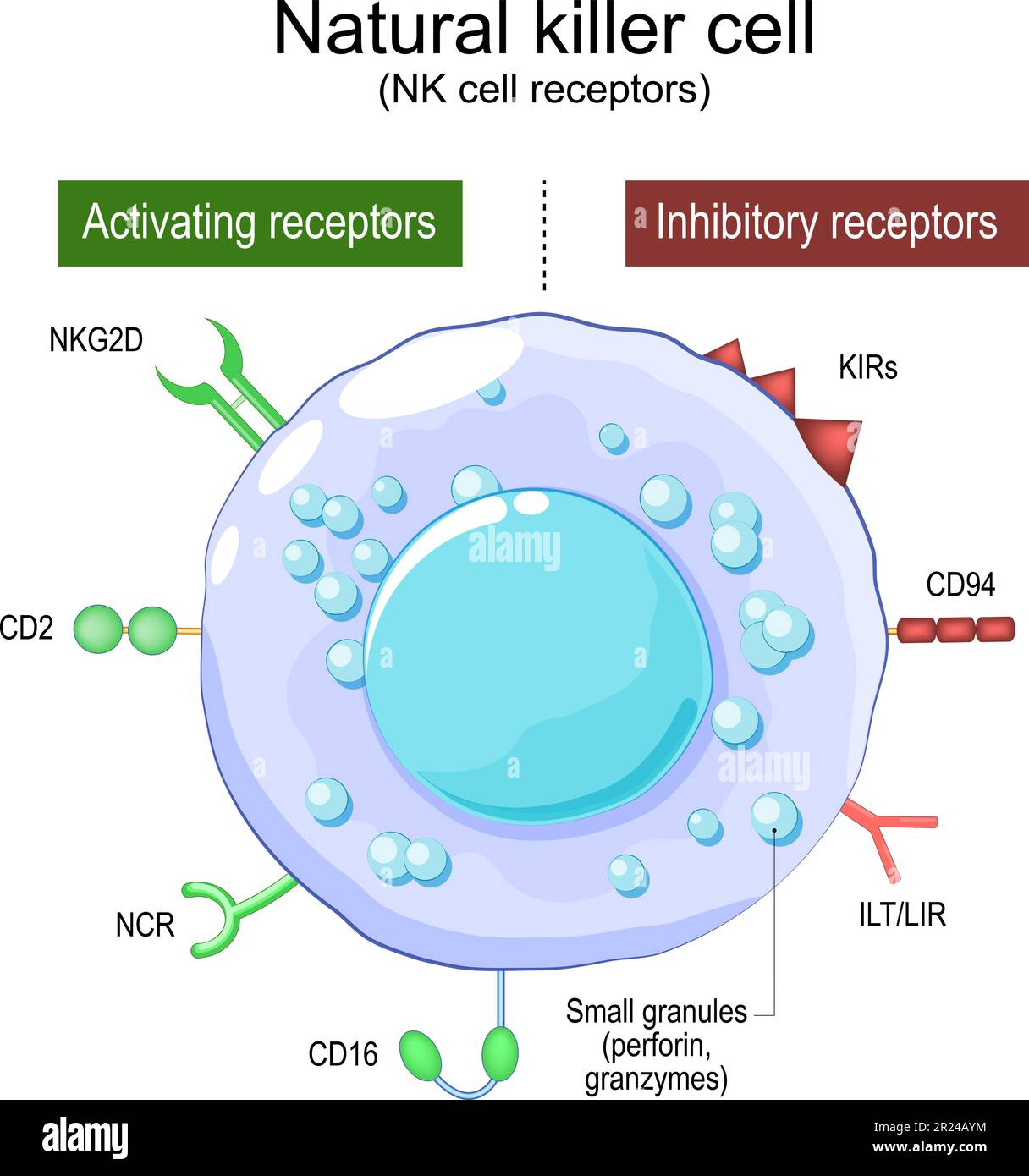 Natürliche Killerzelle. NK-Zellrezeptoren. Struktur und Anatomie grosser granulärer Lymphozyten (LGL). Menschliches Immunsystem. Teil der angeborenen Immunität Stock Vektor